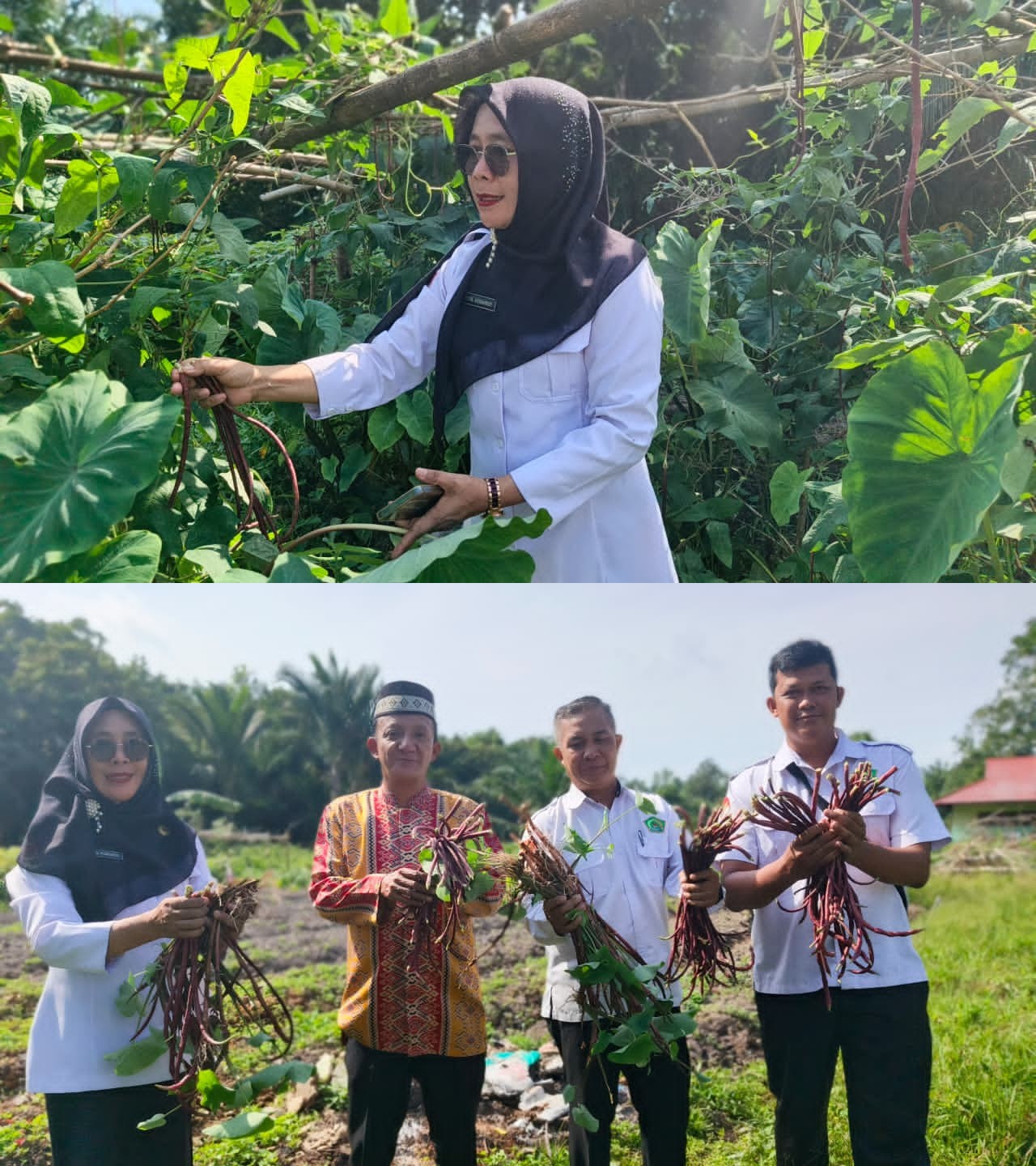 Panen Kebun Madrasah, Wujud Nyata Pembelajaran Berbasis Lingkungan di MAN Mempawah